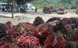 La palma de aceite, un cultivo que ha elevado la economía de las familias productoras, Foto: César Solís/Diario del Sur