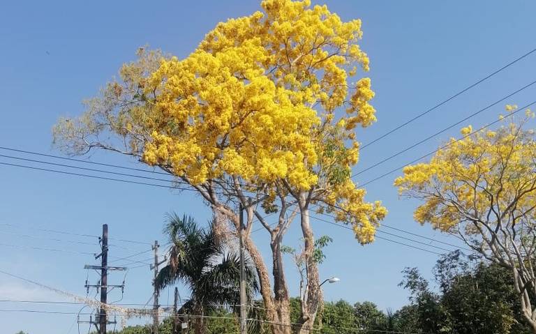 Tapachula se viste de amarillo con árboles de la Primavera - Diario del Sur  | Noticias Locales, Policiacas, sobre México, Chiapas y el Mundo